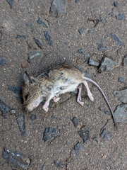 Apodemus sylvaticus