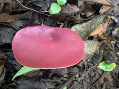 Phillipsia domingensis