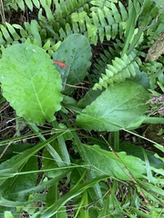 Elephantopus tomentosus