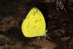 Eurema andersoni