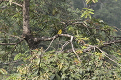 Oriolus tenuirostris