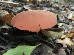 Phillipsia domingensis