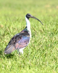 Threskiornis spinicollis