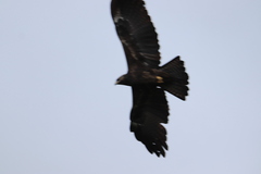 Ictinaetus malaiensis