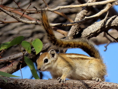 Funisciurus congicus