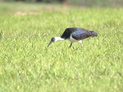 Threskiornis spinicollis