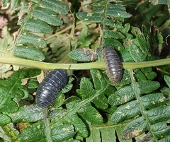Armadillidium vulgare
