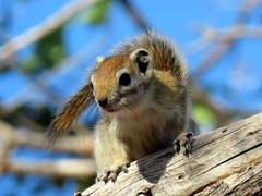 Funisciurus congicus