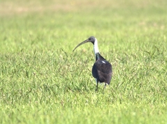 Threskiornis spinicollis