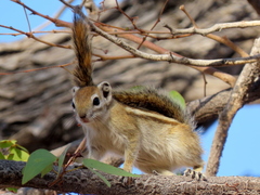 Funisciurus congicus