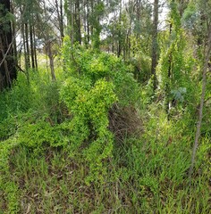 Asparagus asparagoides