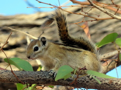 Funisciurus congicus