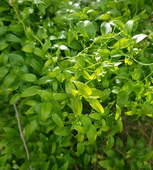 Asparagus asparagoides