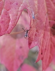 Episinus angulatus