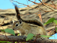 Funisciurus congicus