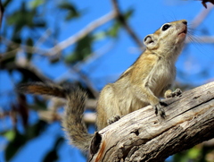 Funisciurus congicus