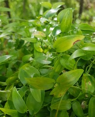 Asparagus asparagoides