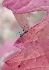 Episinus angulatus