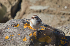Plectrophenax nivalis