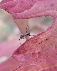 Episinus angulatus