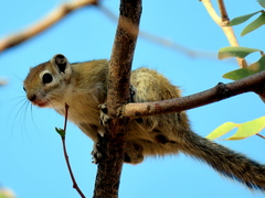 Funisciurus congicus