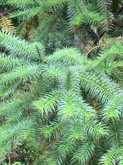 Cunninghamia