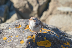 Plectrophenax nivalis