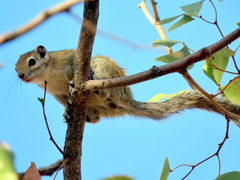 Funisciurus congicus