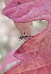 Episinus angulatus