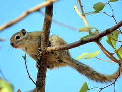 Funisciurus congicus