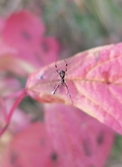 Episinus angulatus