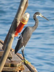Egretta garzetta dimorpha