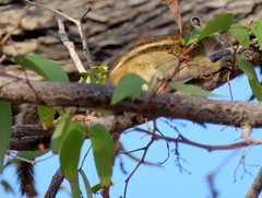 Funisciurus congicus