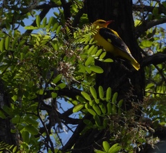 Oriolus oriolus