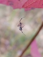 Episinus angulatus
