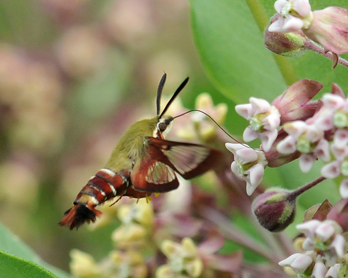 Slender Clearwing photo 3