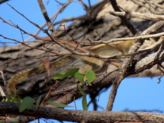 Funisciurus congicus