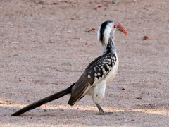 Tockus damarensis