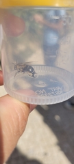 Amegilla quadrifasciata