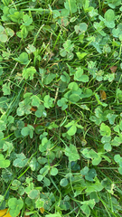 Trifolium repens