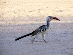 Tockus damarensis