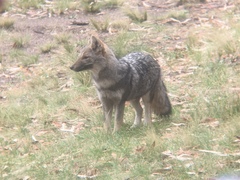 Lycalopex gymnocercus