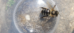 Amegilla quadrifasciata