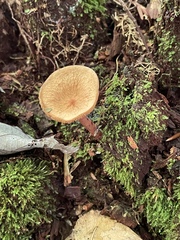 Heimiomyces tenuipes