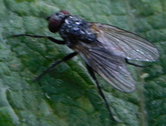 Muscoidea