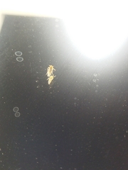 Laodelphax striatella