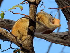 Funisciurus congicus