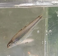 Notropis stramineus