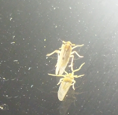 Laodelphax striatella