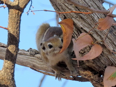Funisciurus congicus